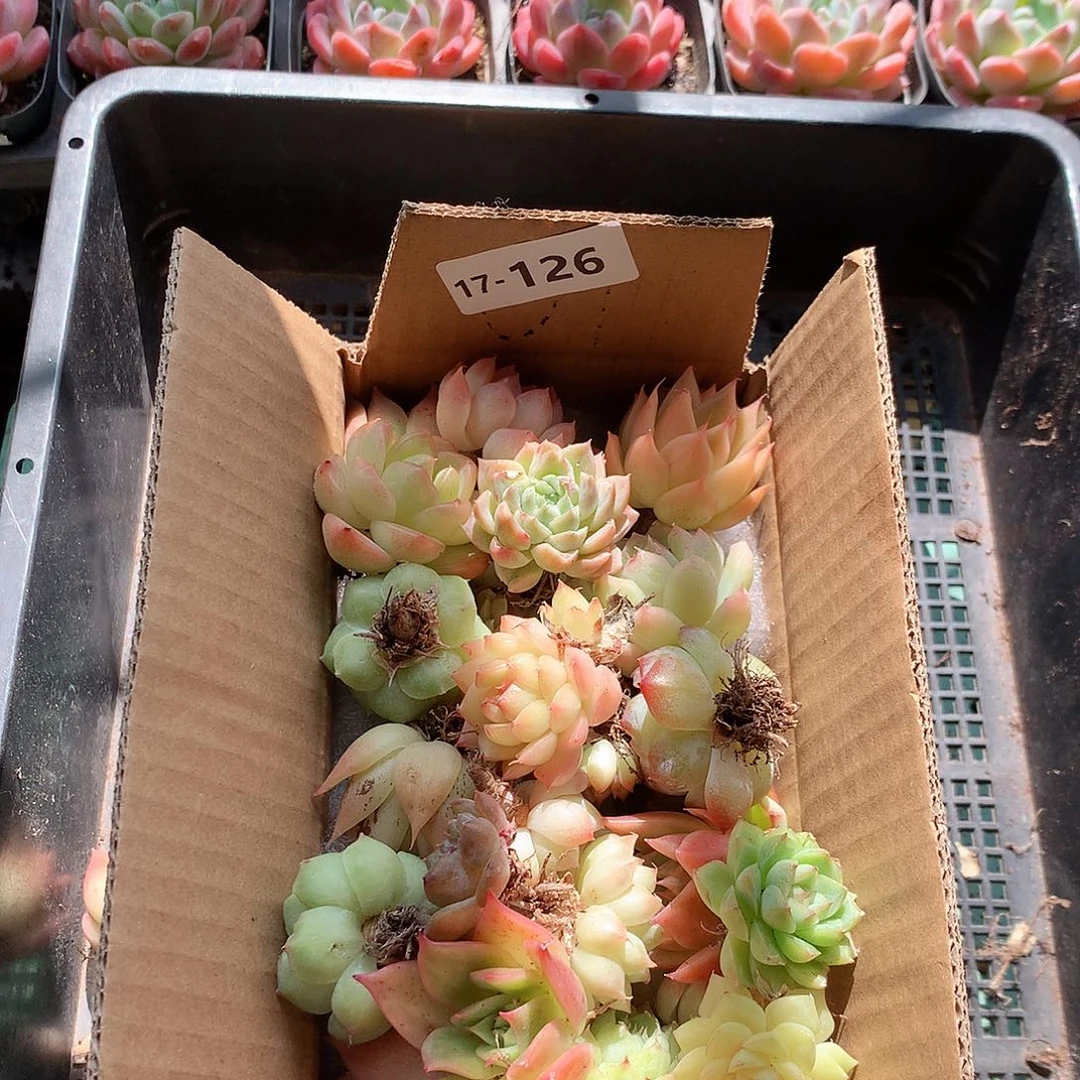 17-126一物一拍脱土20-30颗 冠幅大约2～5cm