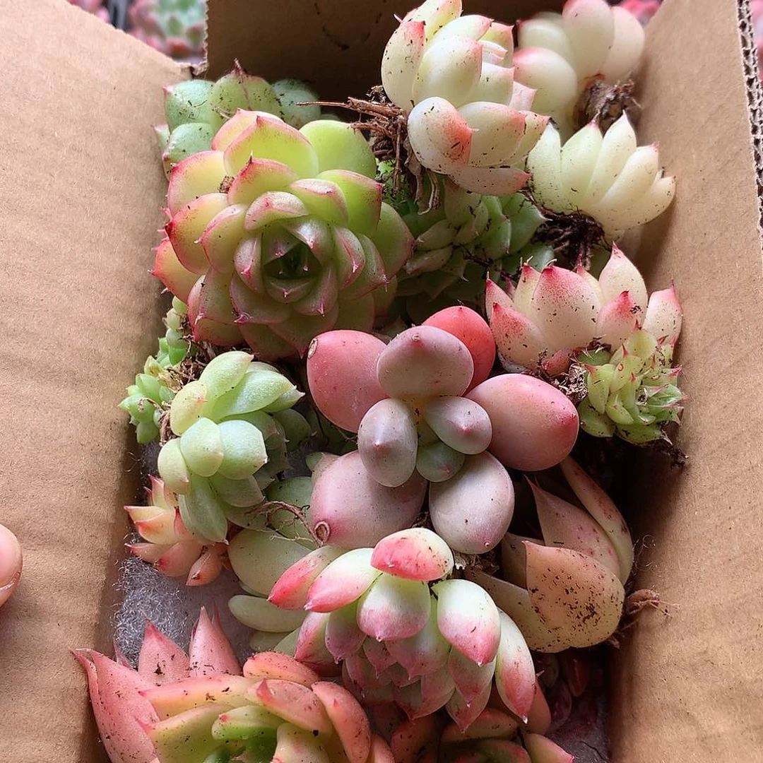 16-75一物一拍脱土20-30颗