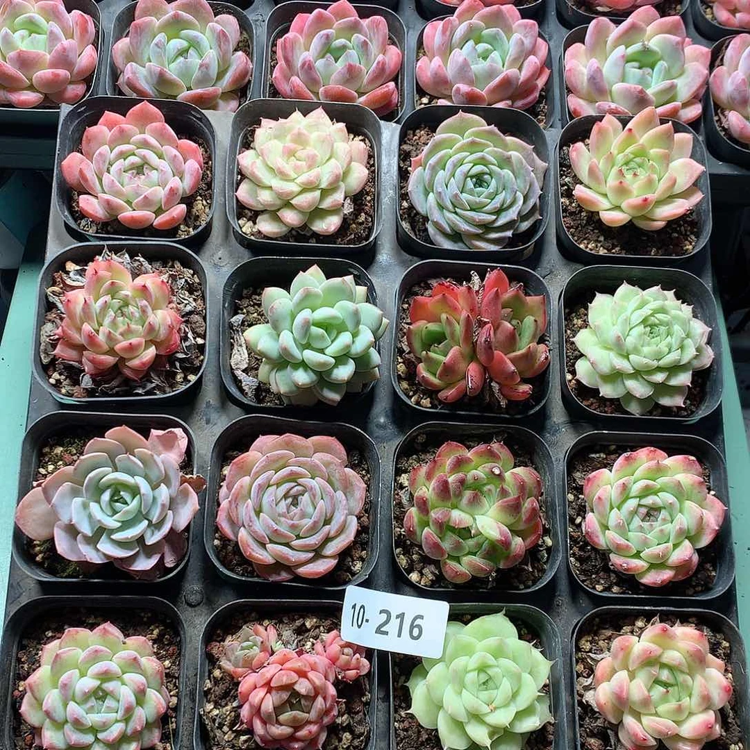 10-216一物一拍带盆16颗