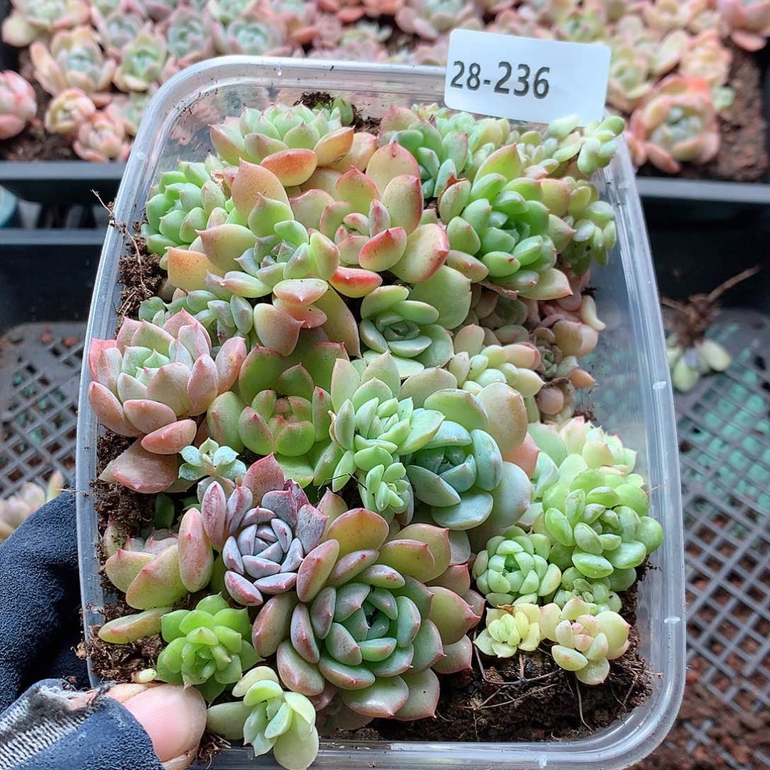28-236一物一拍切糕