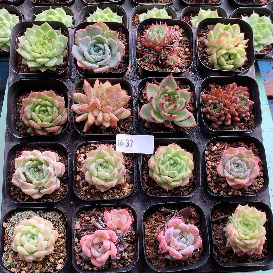 16-37一物一拍带盆土16颗