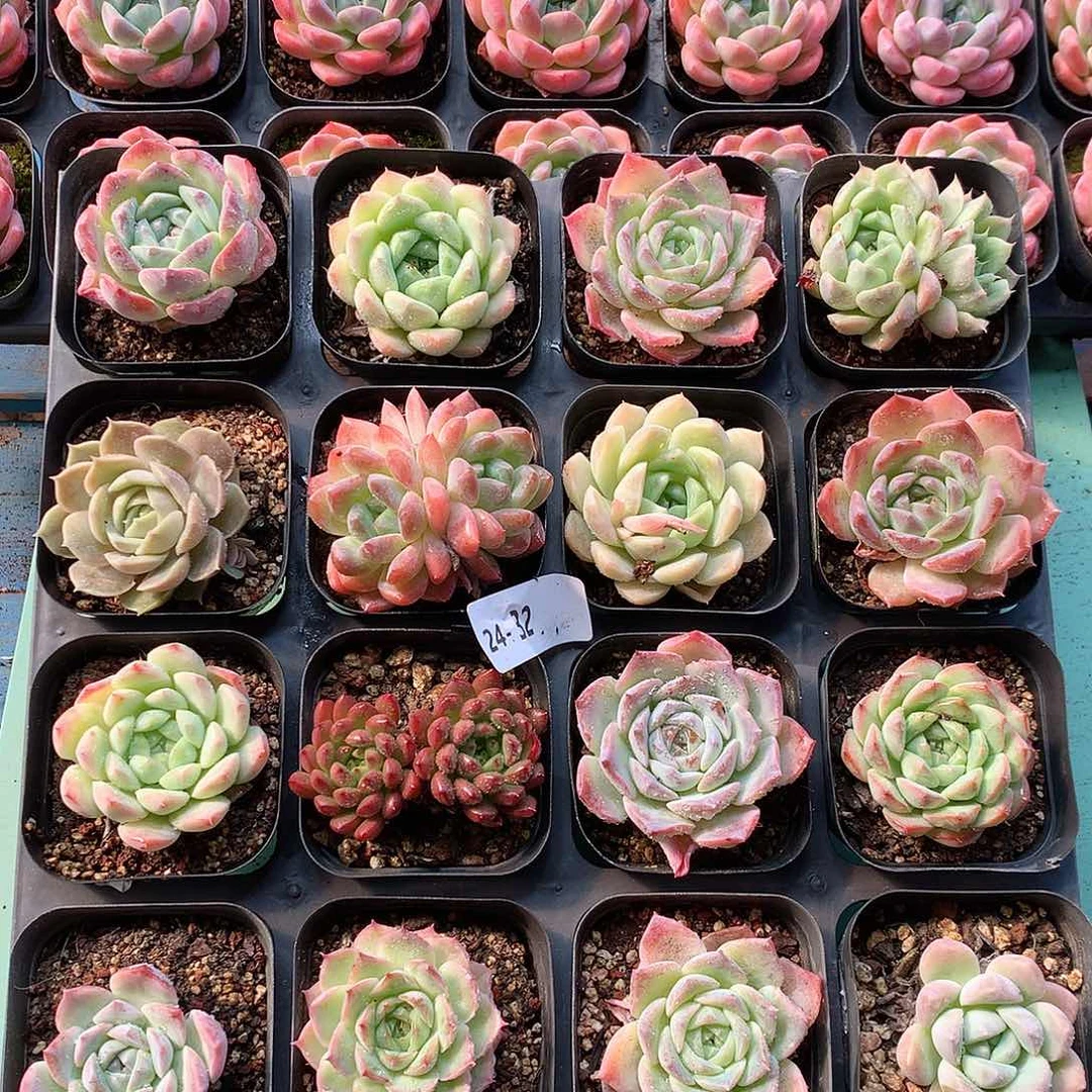 24–32一物一拍带盆16颗