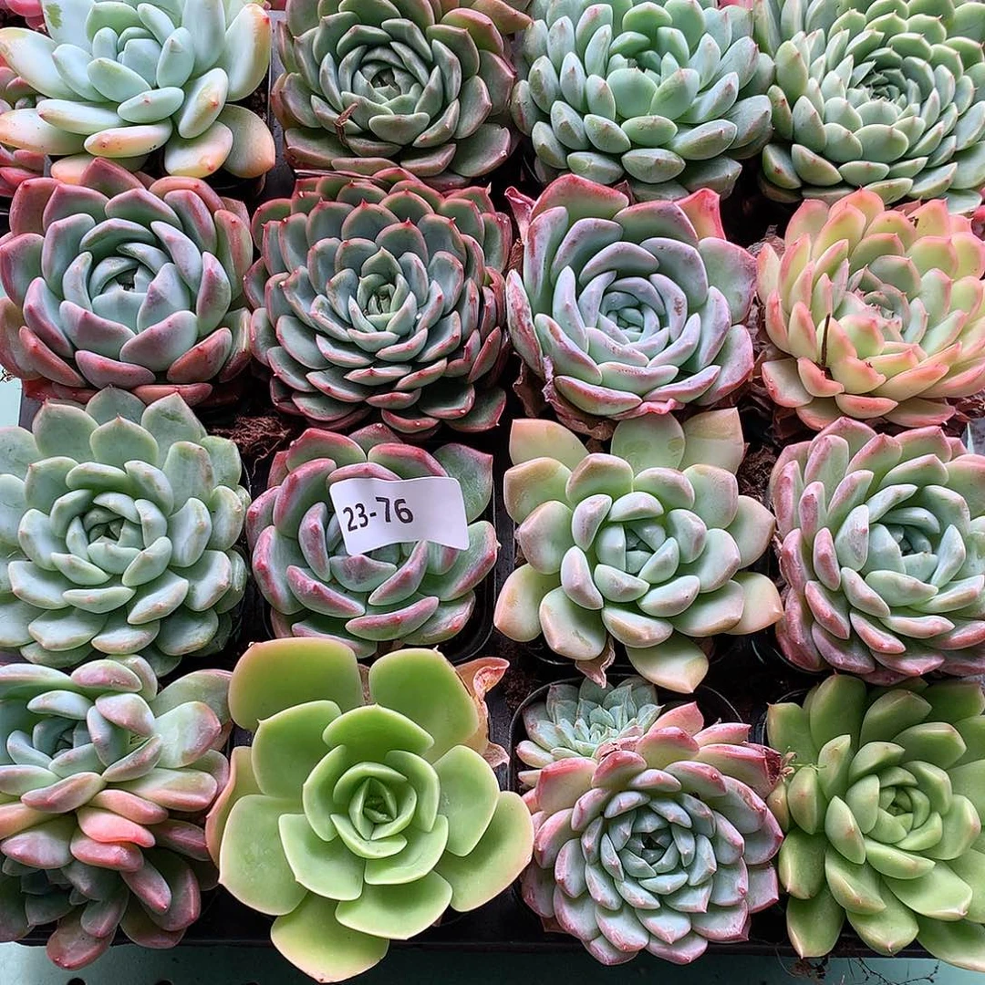 23-76一物一拍带盆16颗