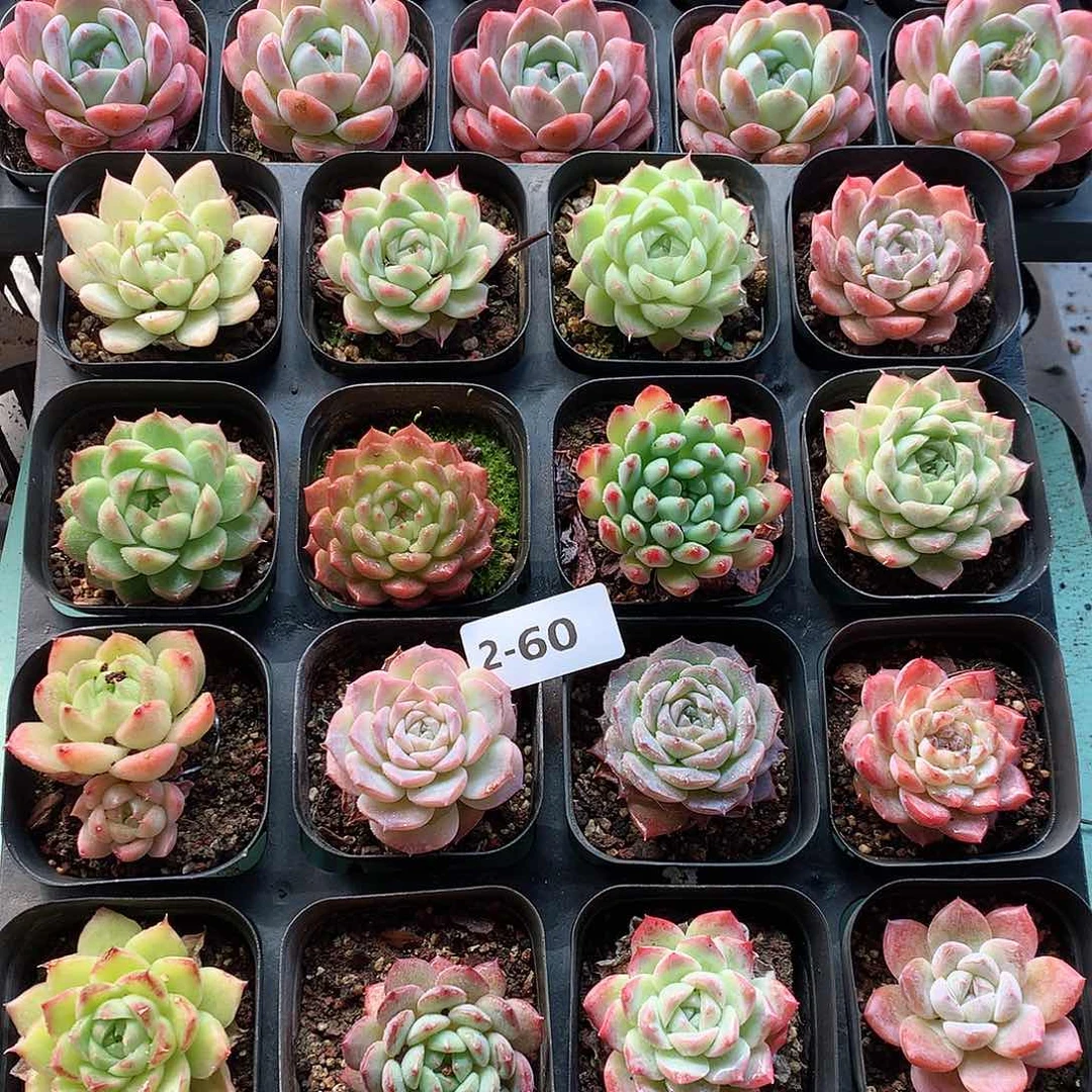 2-60一物一拍带盆16颗