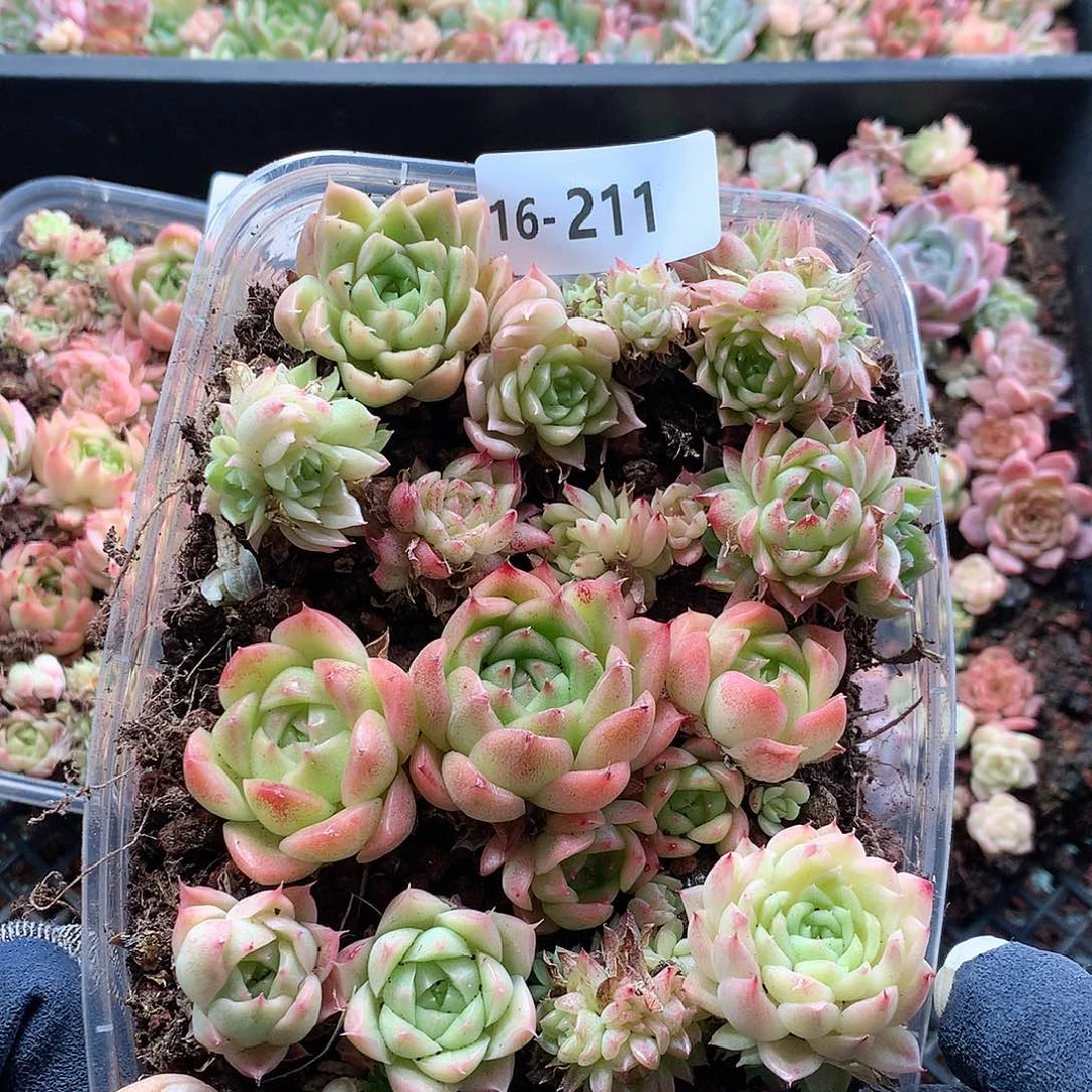 16-211一物一拍切糕