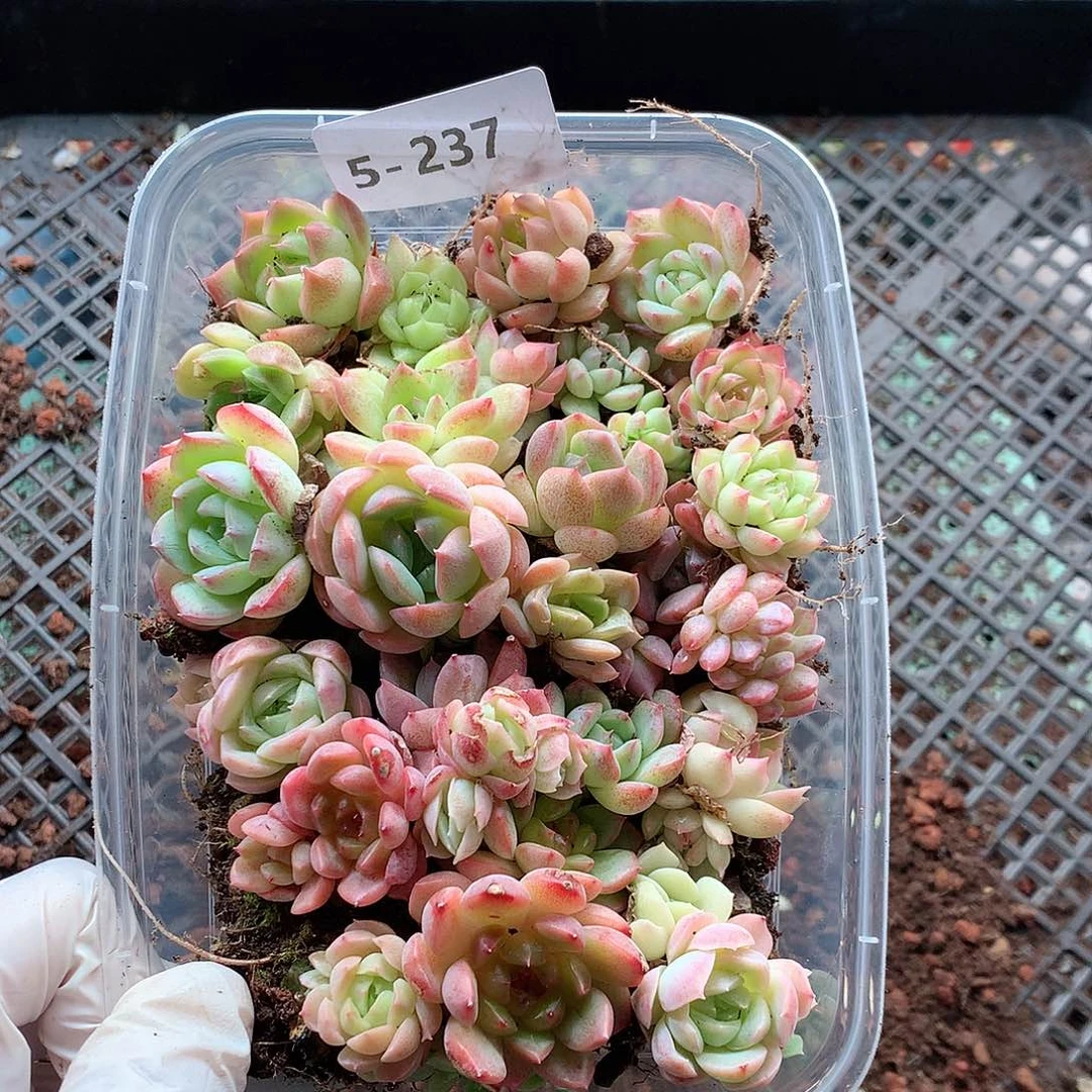 5-237一物一拍切糕