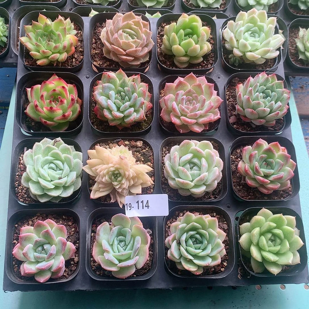 19-114一物一拍带盆16颗