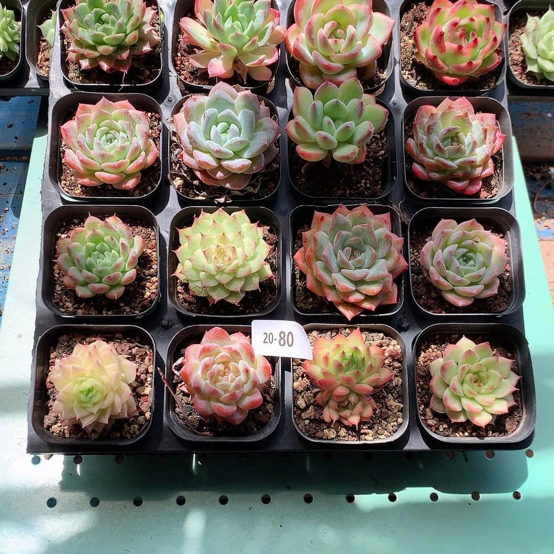 20-80一物一拍带盆16颗