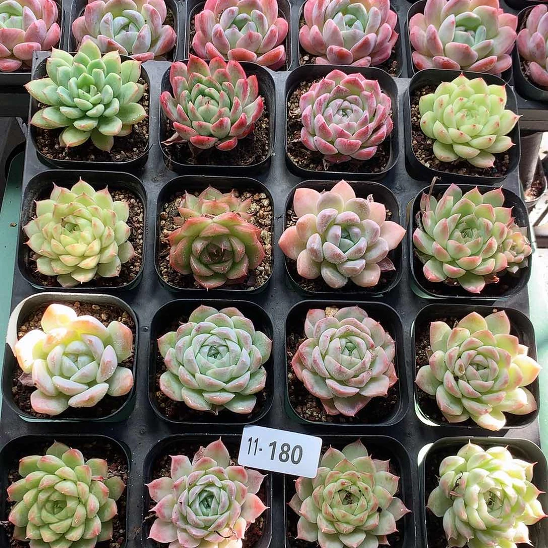 11-180一物一拍带盆16颗