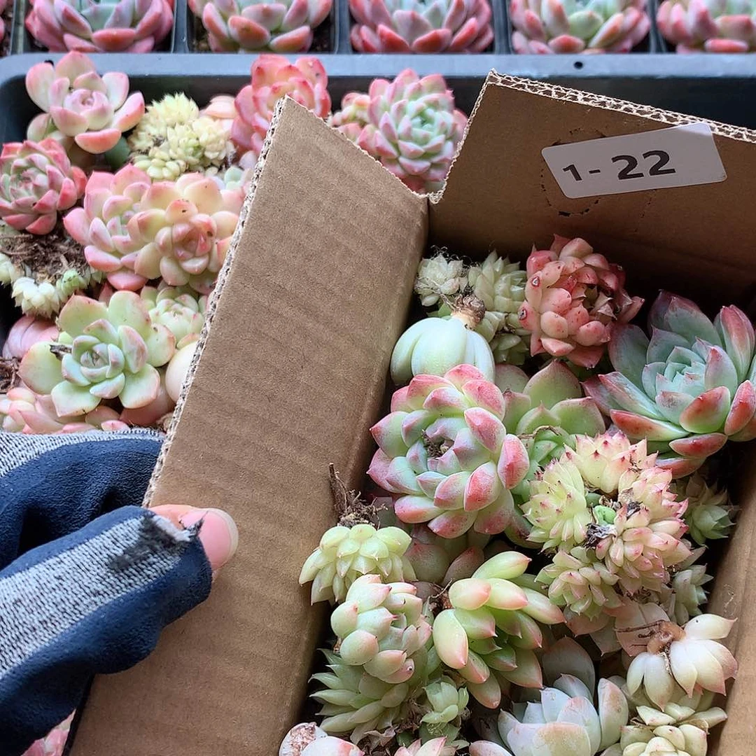 1-22一物一拍脱土