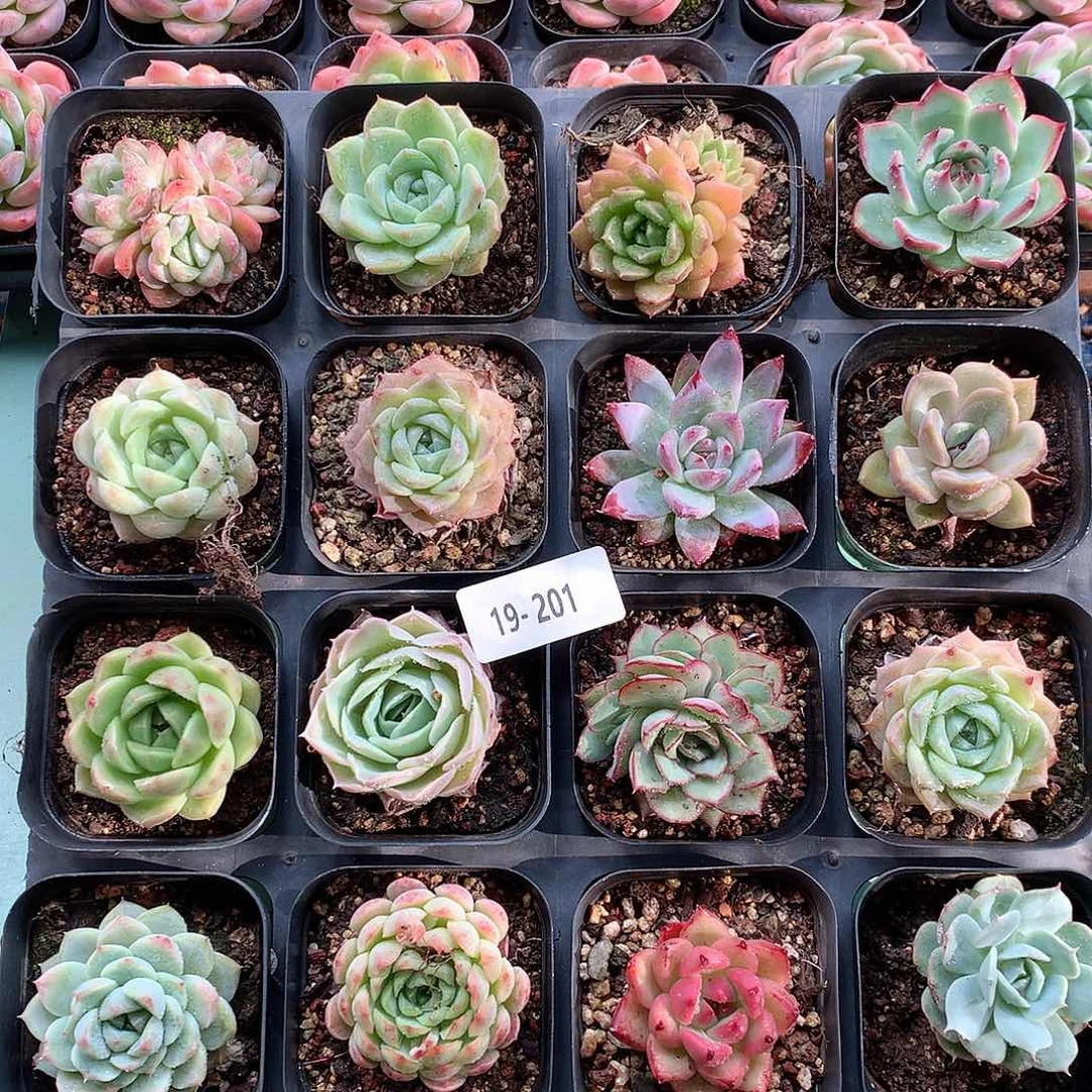 19-201一物一个带盆16颗