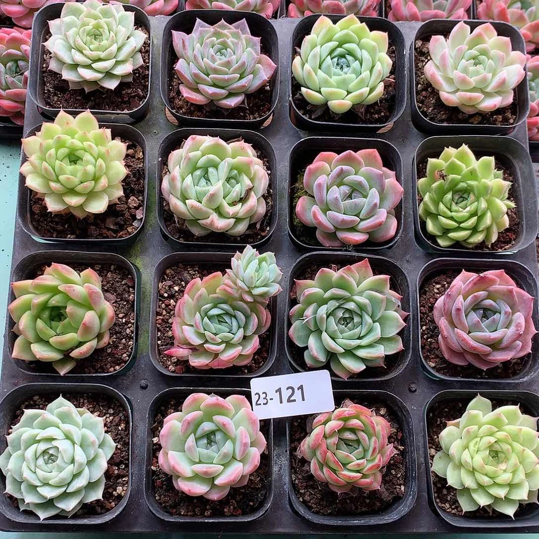 23-121一物一拍带盆16颗