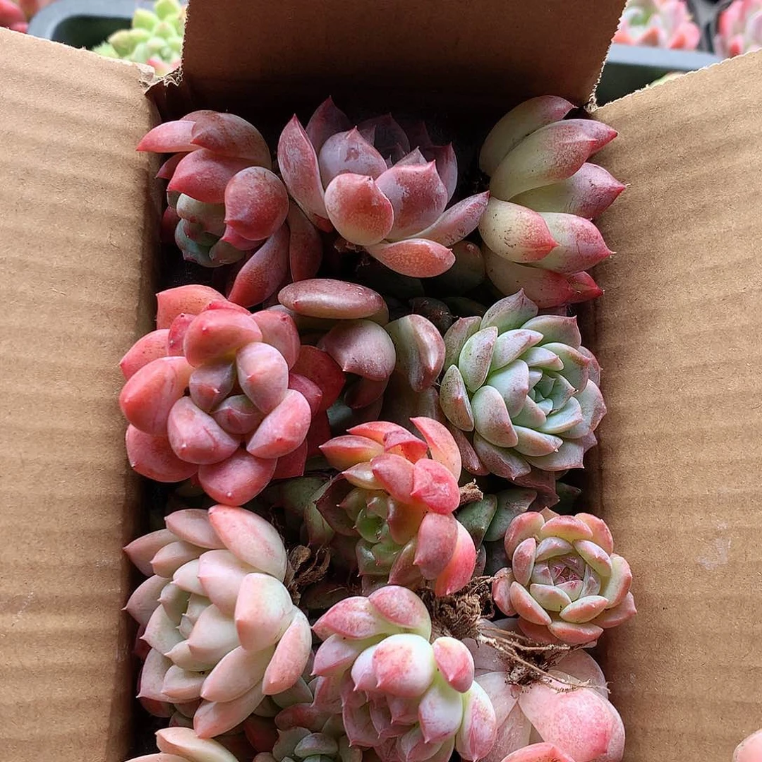 25-量拍品种保证脱土20-30颗