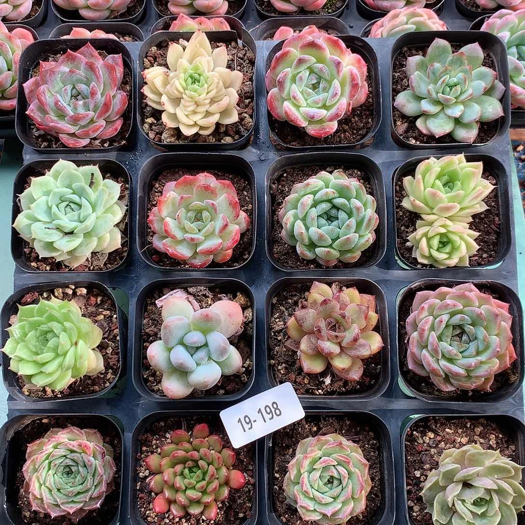 19-198一物一个带盆16颗