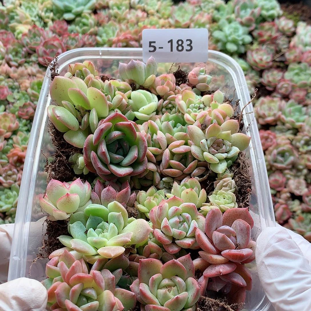 5-183一物一拍切糕