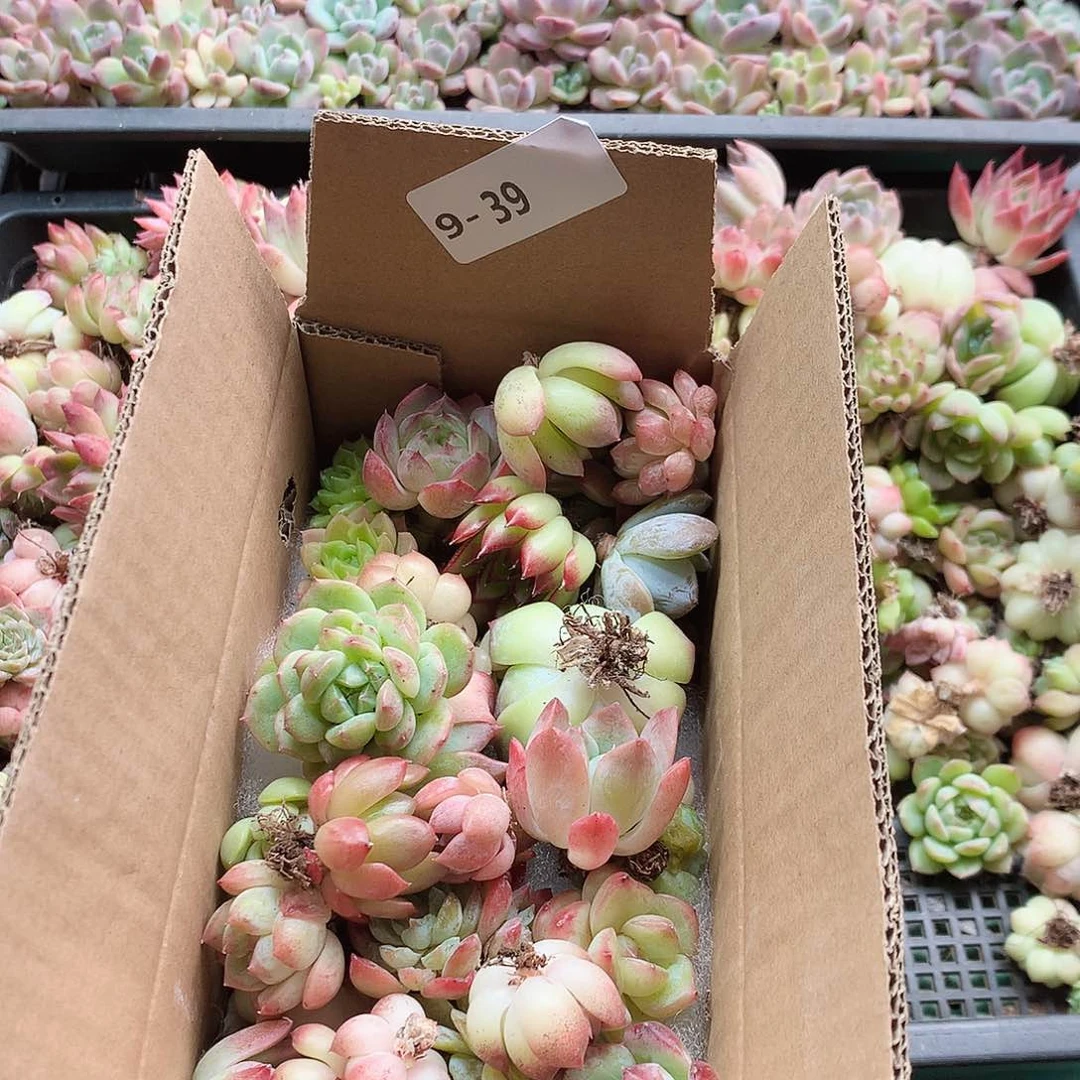 9-39一物一拍脱土