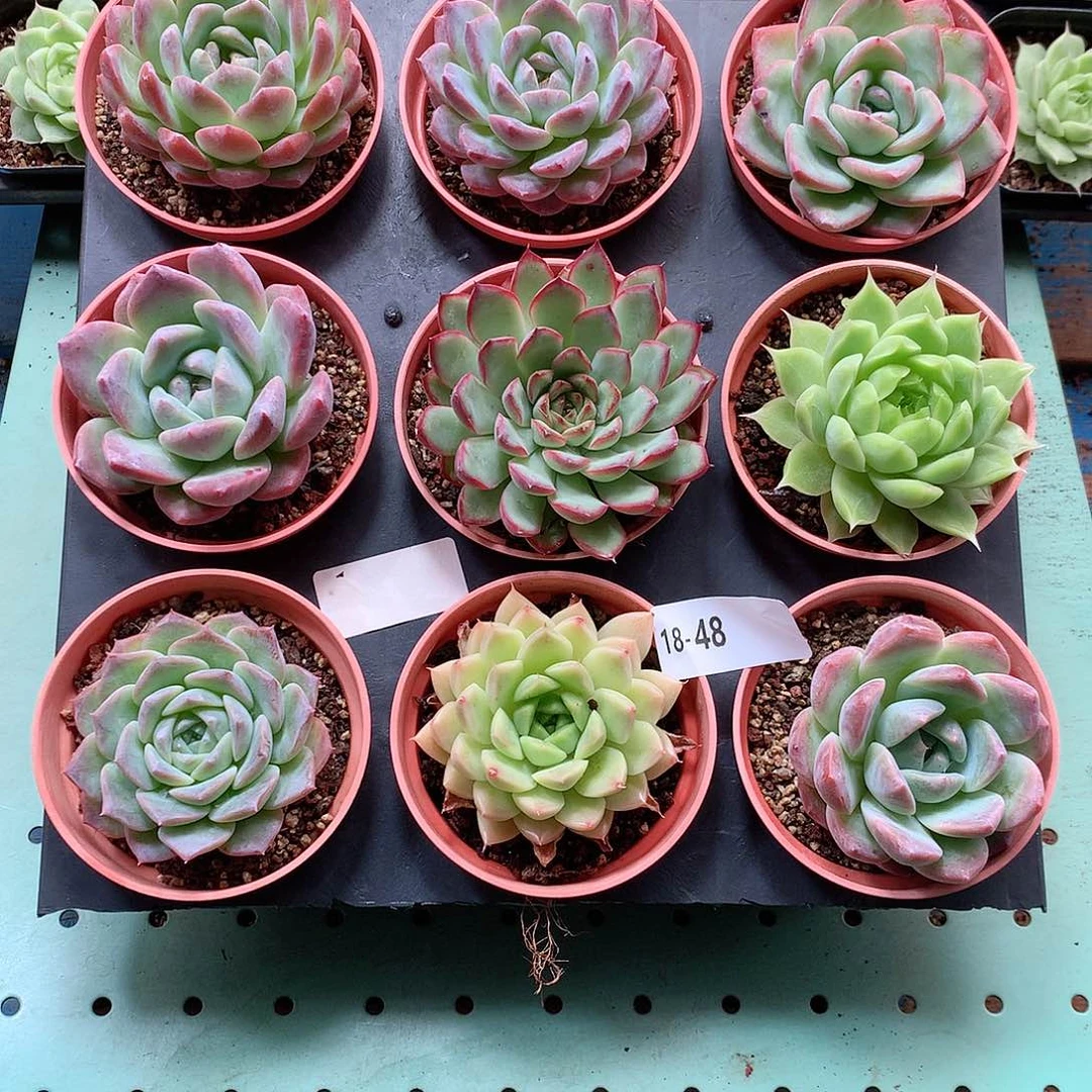 18-48一物一拍带盆9颗