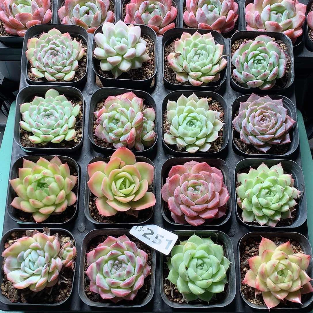 13-251一物一拍带盆16颗