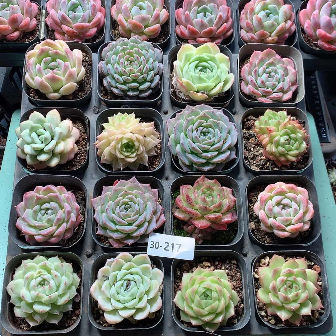 30-217一物一拍16颗带盆