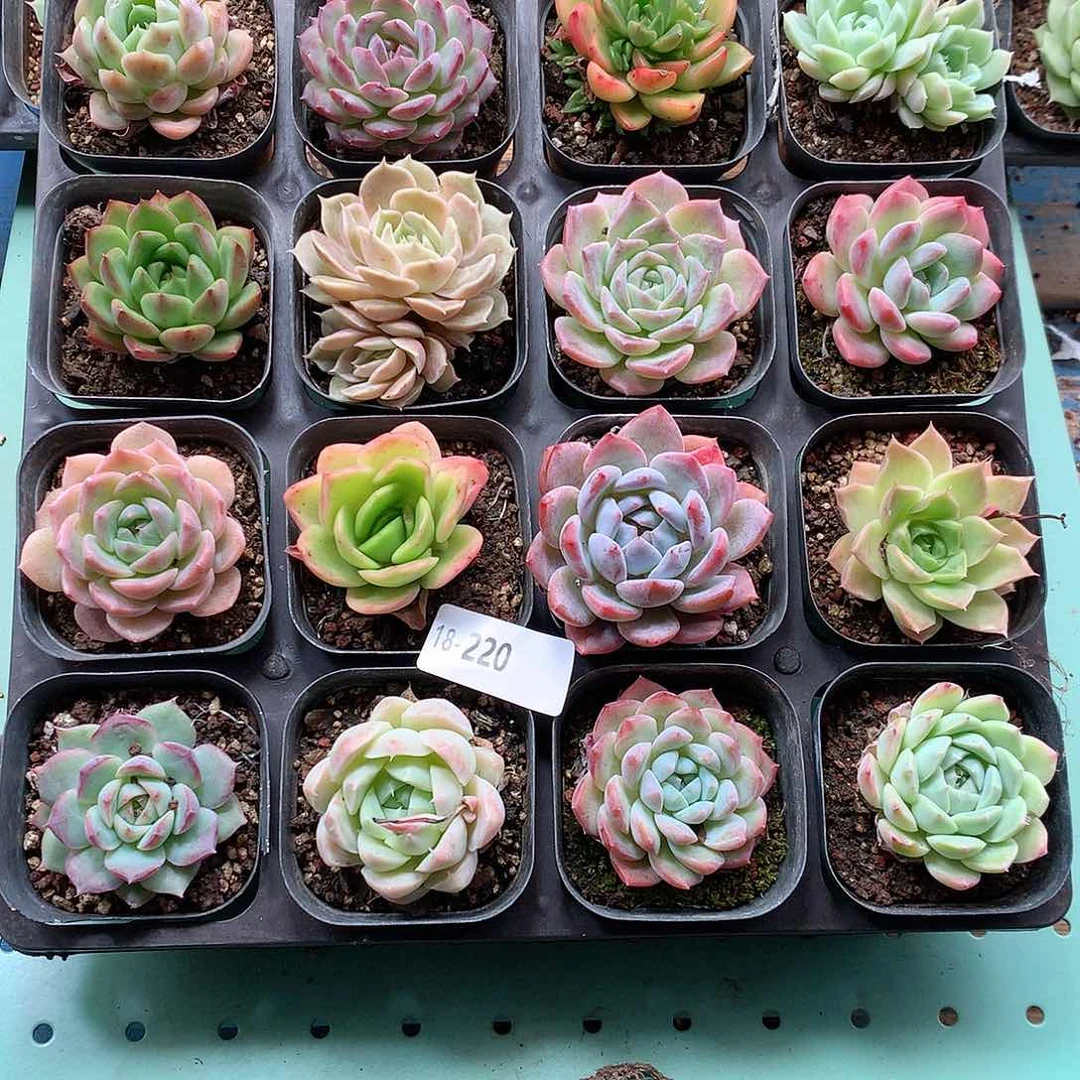 18-220一物一拍带盆16颗