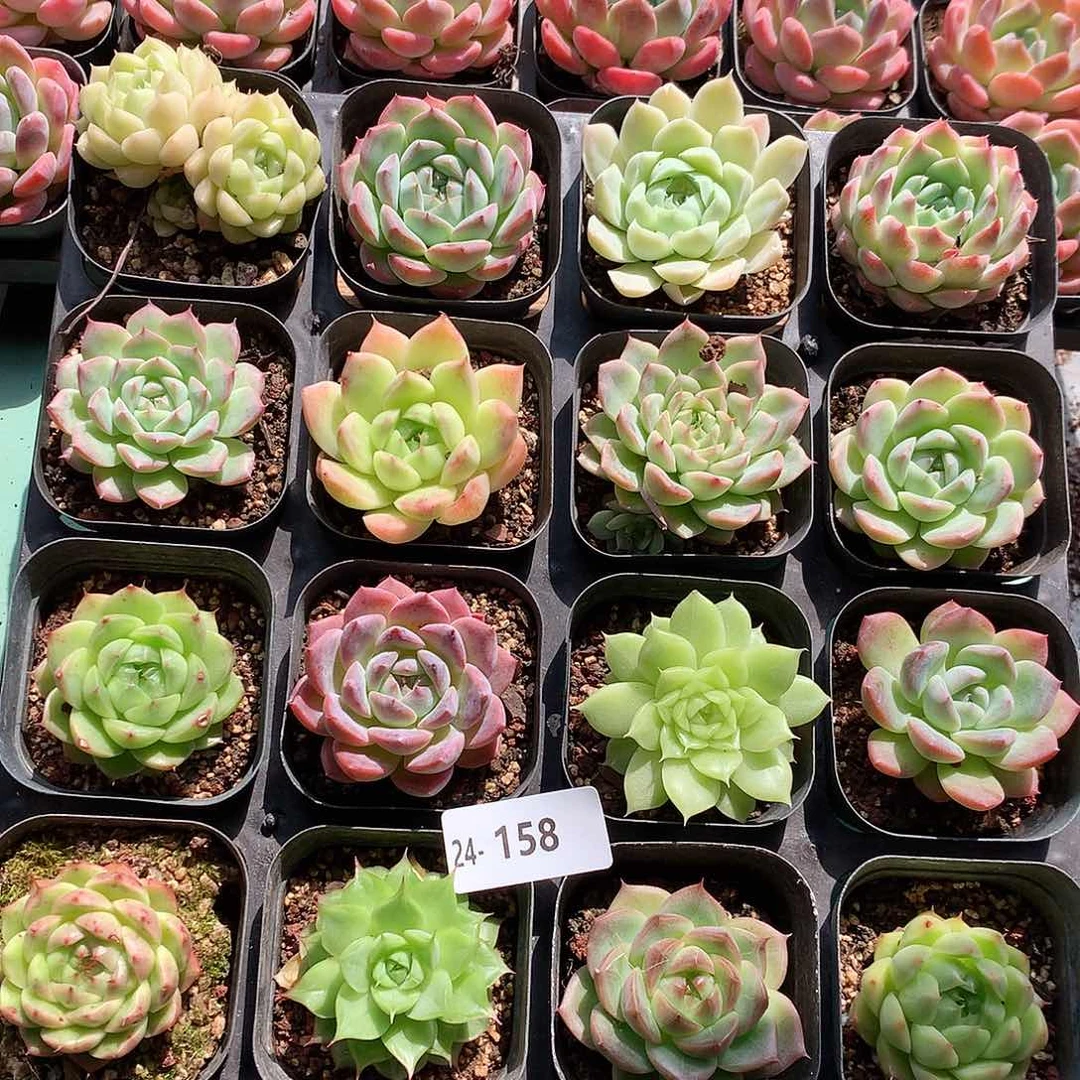 24-158一物一拍带盆16颗