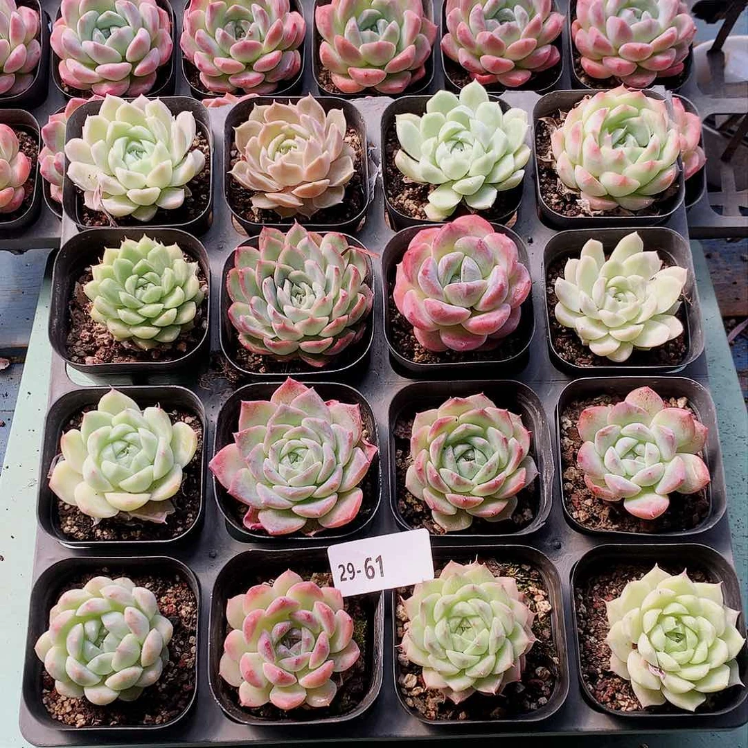 29–61一物一拍带盆16颗