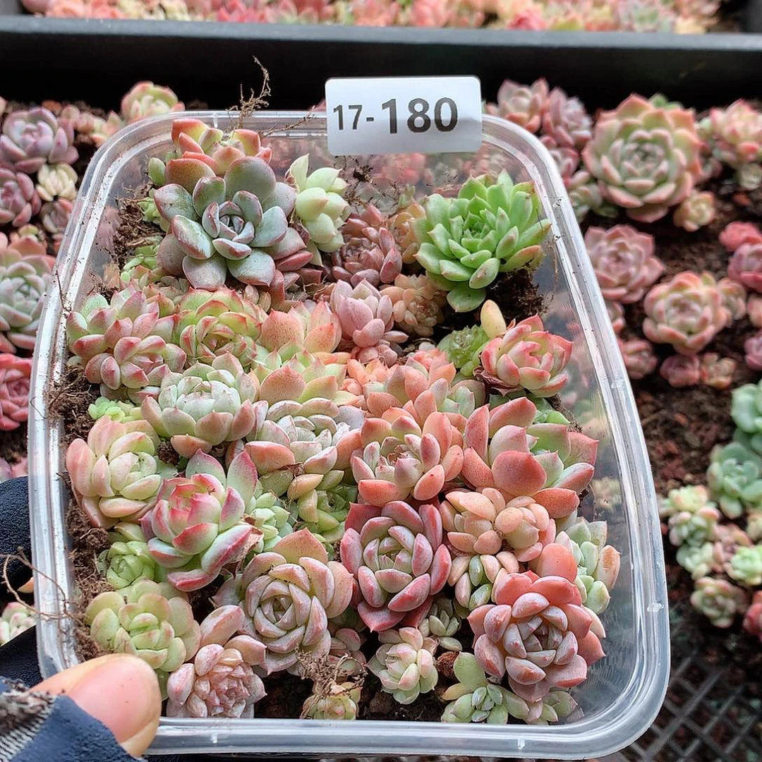 17-180一物一拍切糕