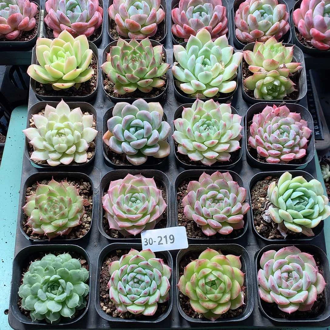 30-219一物一拍16颗带盆