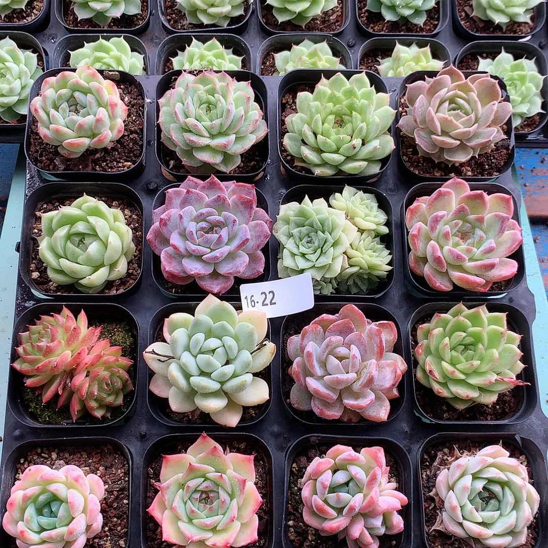 16-22一物一拍带盆16颗