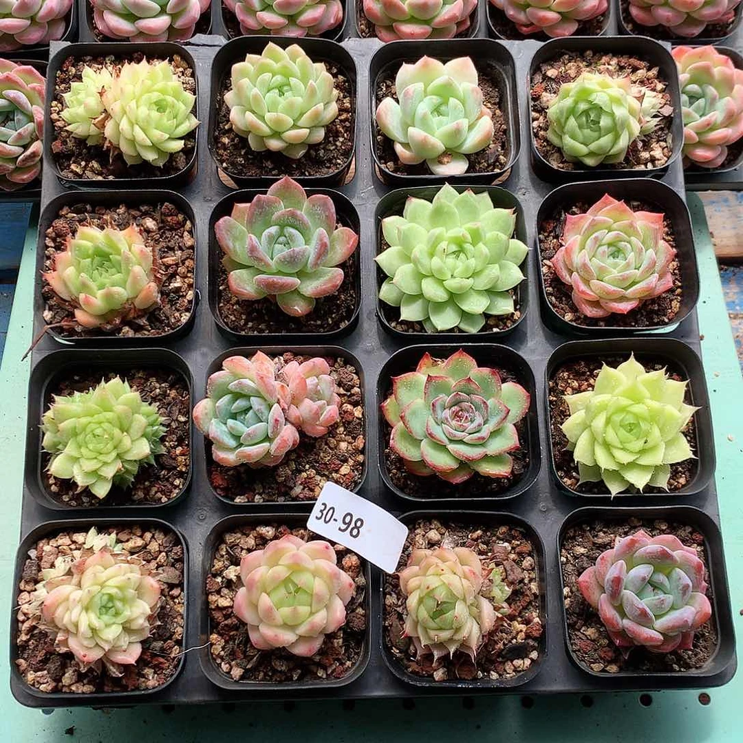 30-98一物一拍带盆16颗