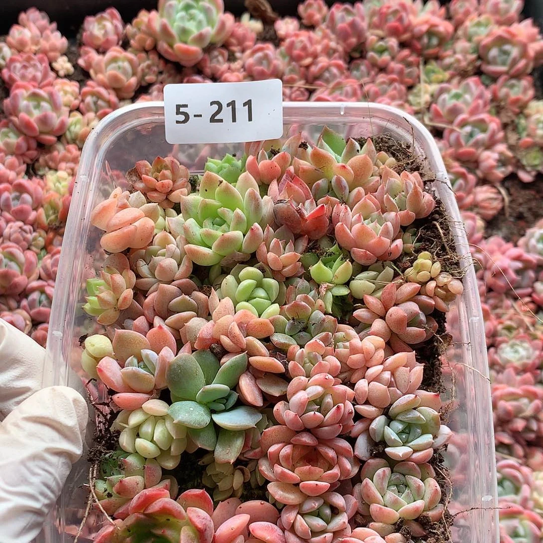 5-211一物一拍切糕