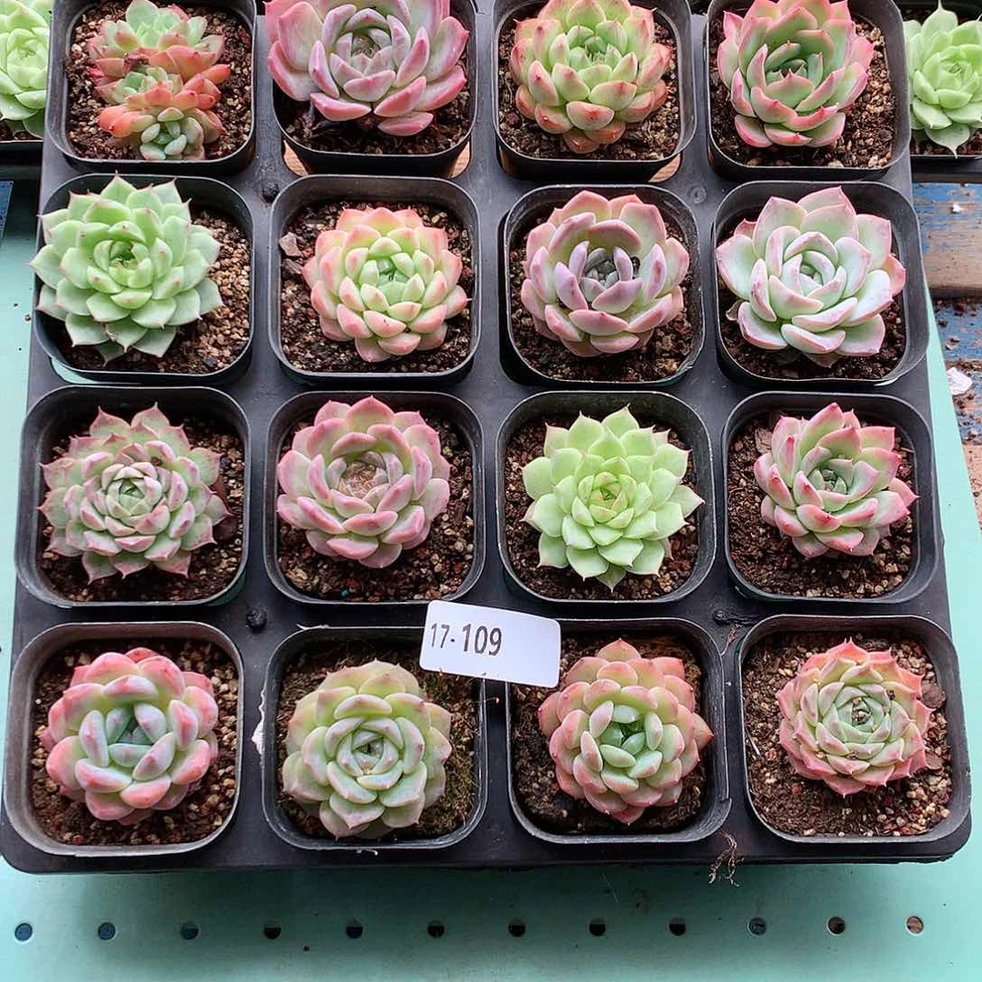 17-109一物一拍带盆16颗