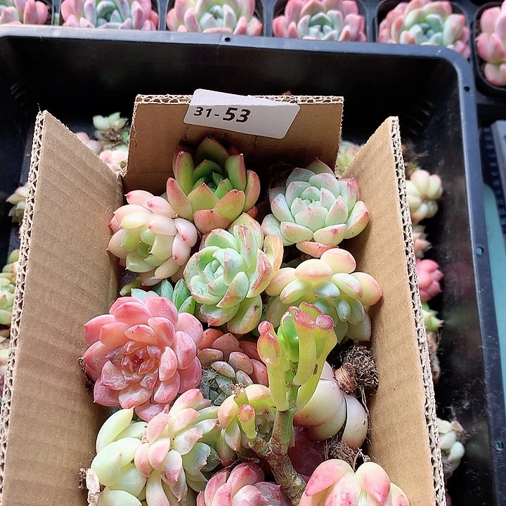 31-53一物一拍脱土20-30颗