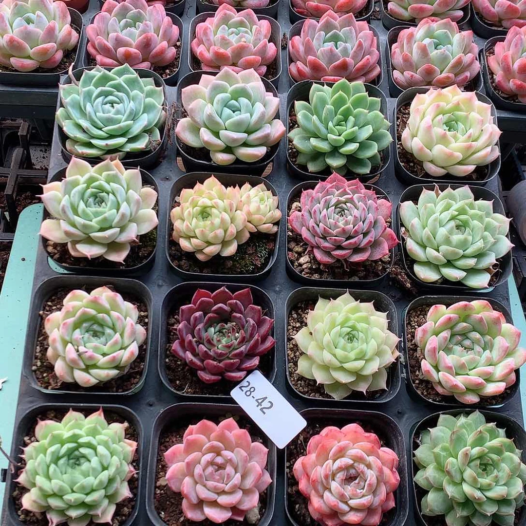 28-42一物一拍带盆16颗