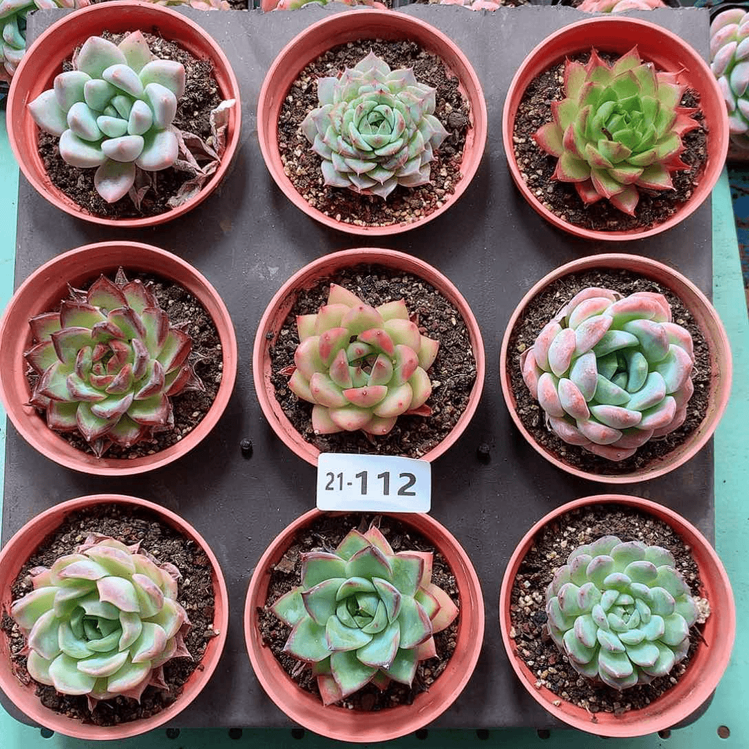 21-112 一物一拍带盆土