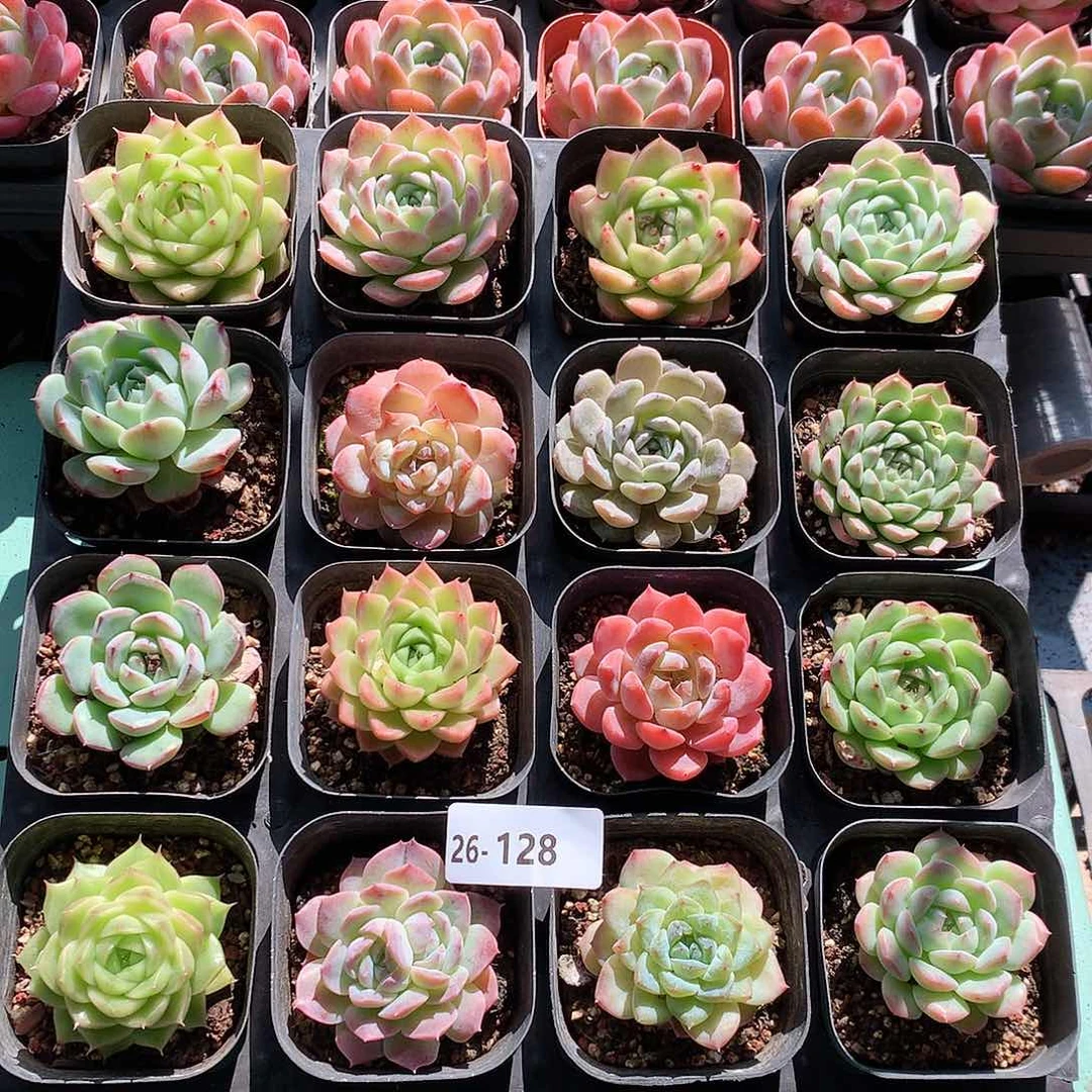 26-128一物一拍带盆16颗