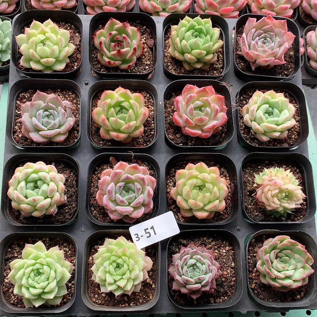 3-51一物一拍带盆16颗