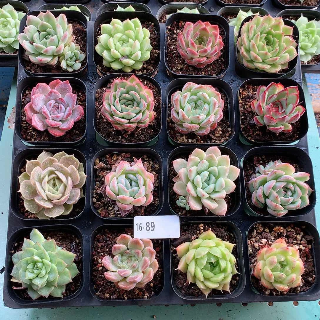 16-89一物一拍带盆16颗