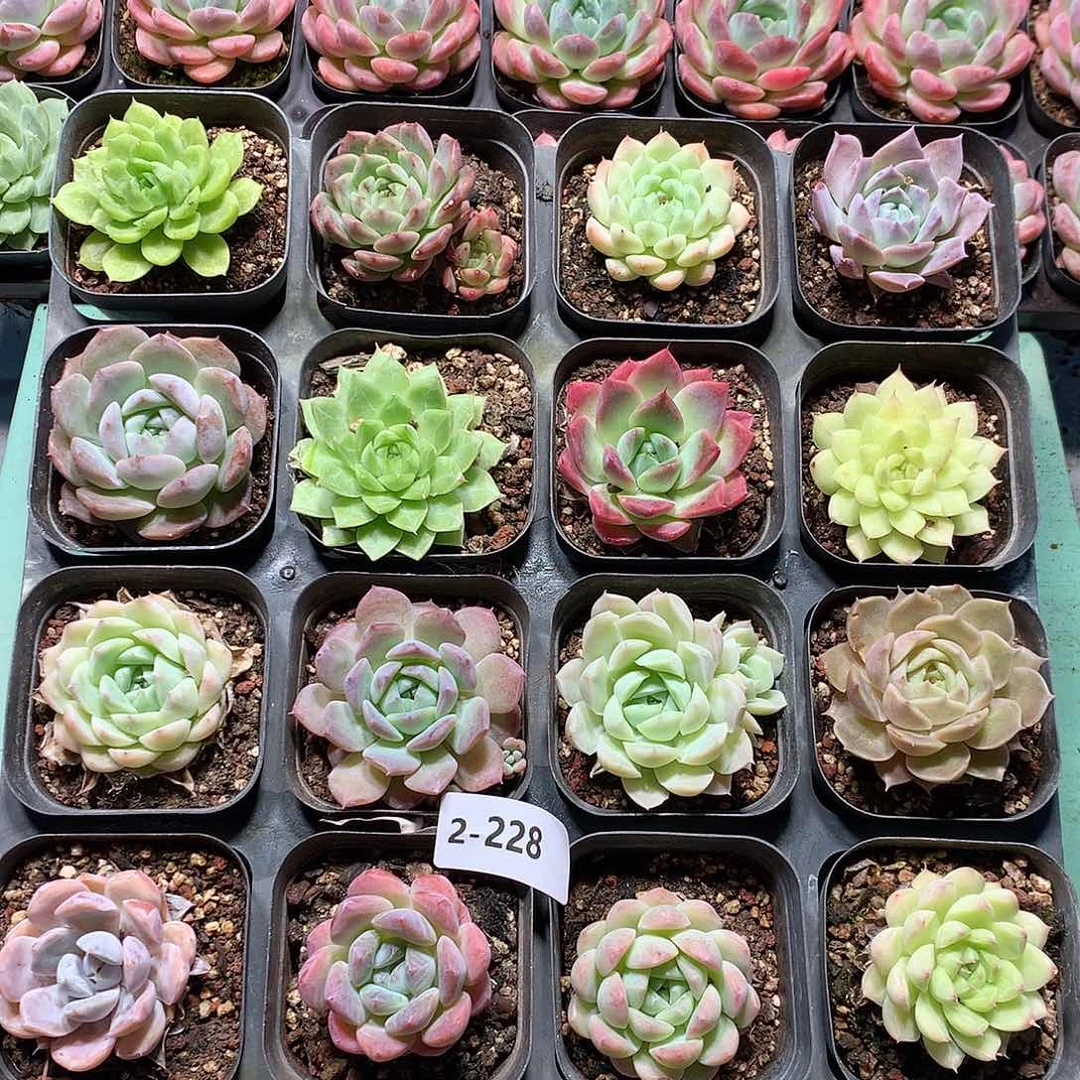 2-228一物一拍带盆16颗