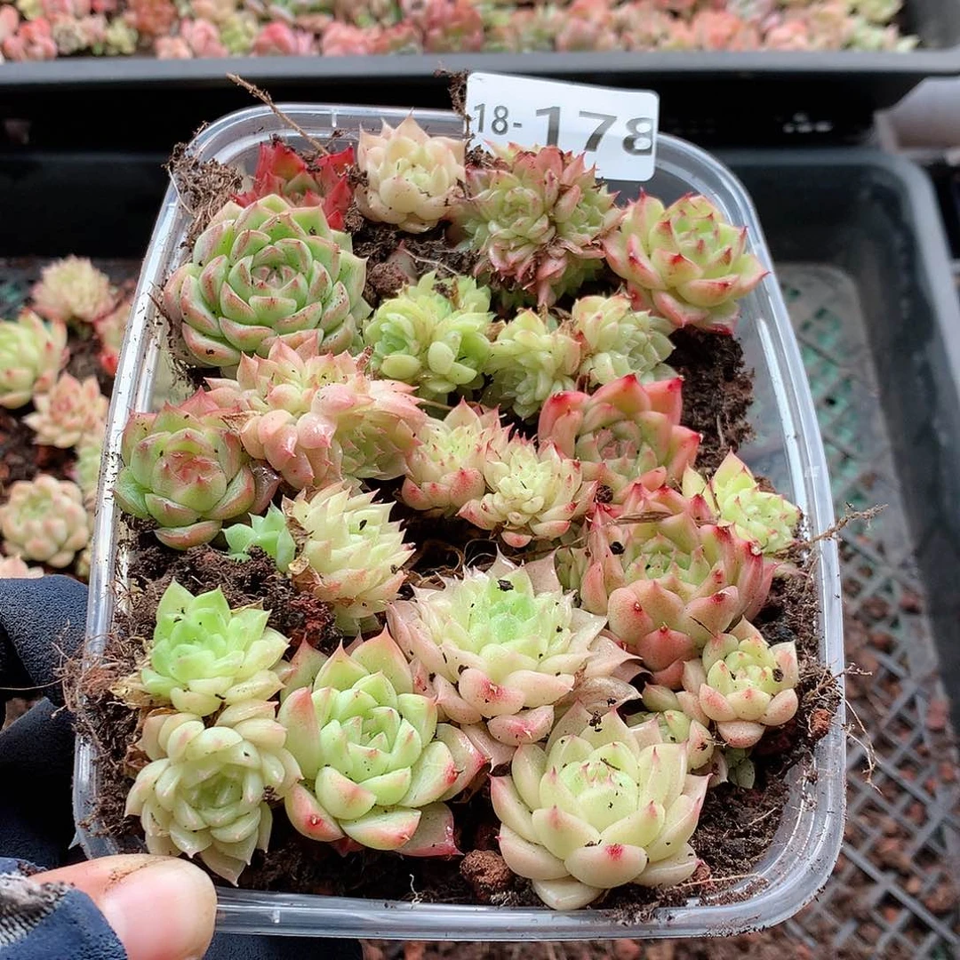 18-178一物一拍切糕