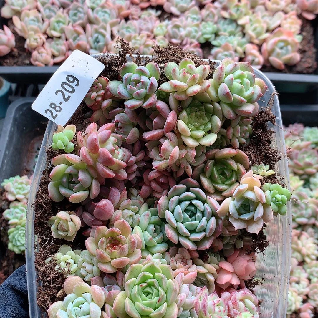 28-209一物一拍切糕