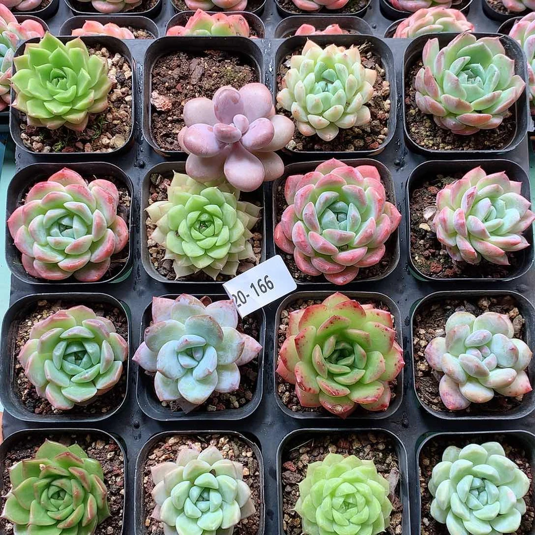 20-166一物一拍带盆16颗