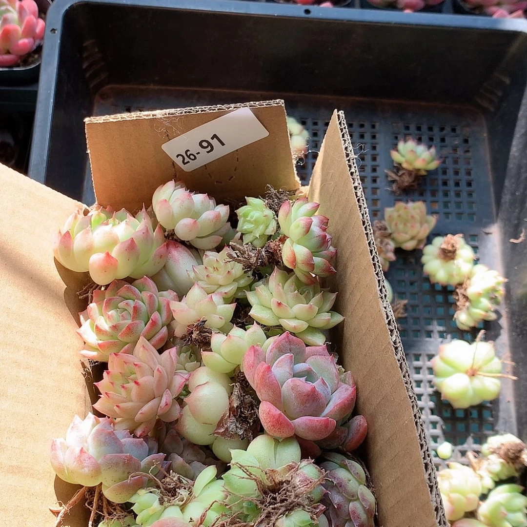 26-91一物一拍脱土20-30颗