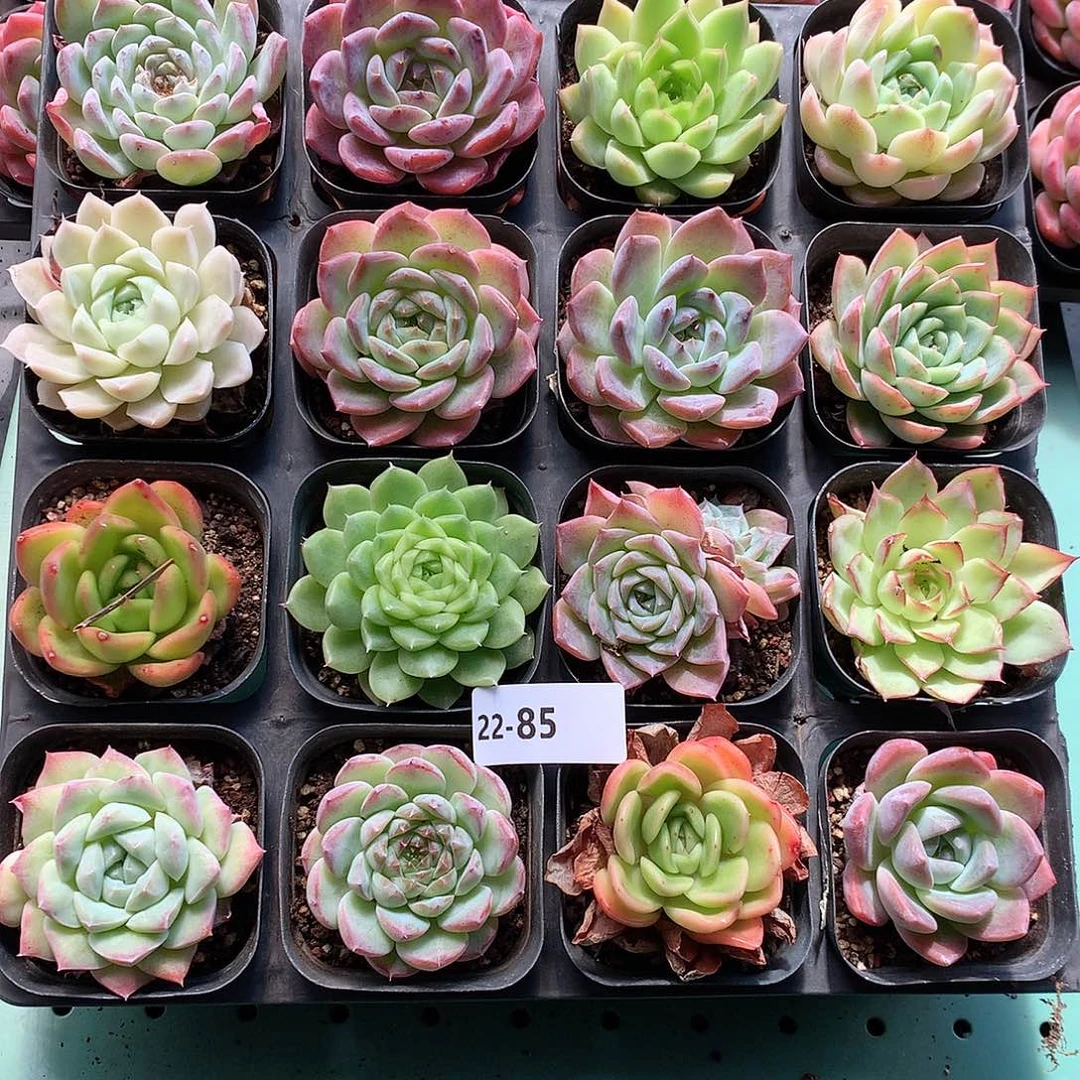 22–85一物一拍带盆16颗