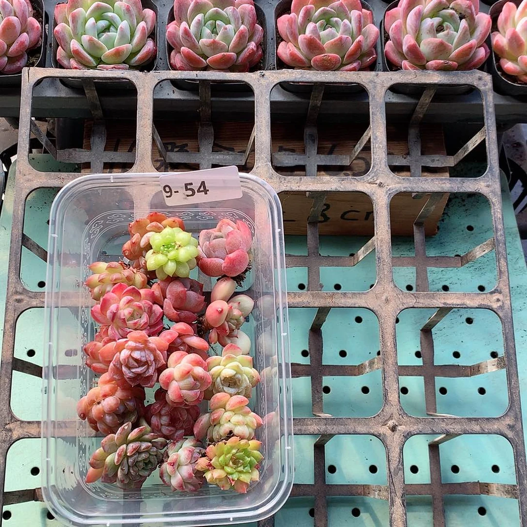 9-54一物一拍脱土