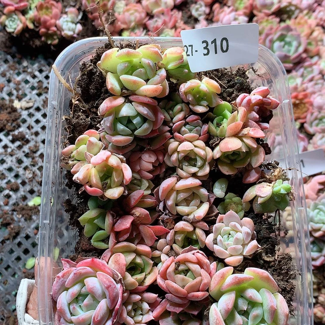 27-310一物一拍切糕