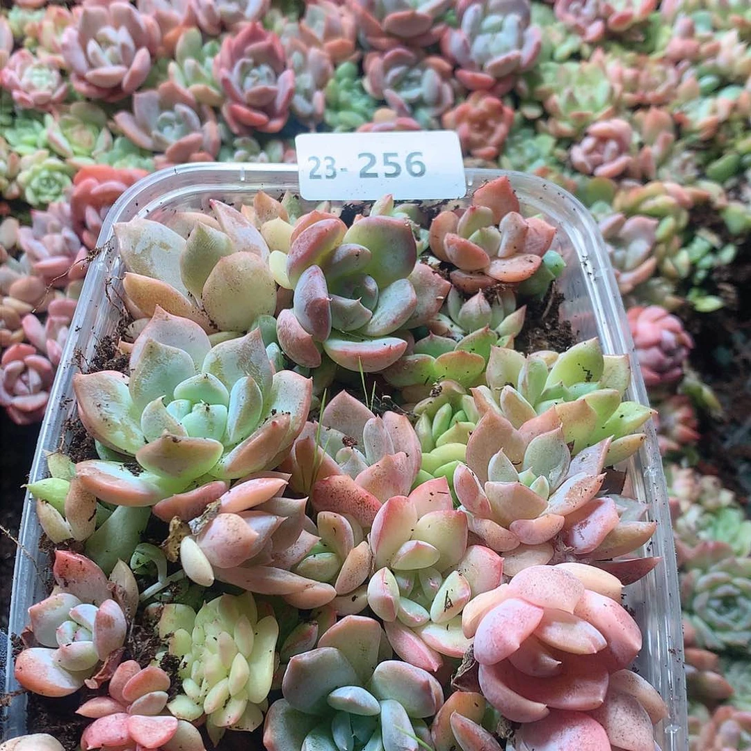 23-256一物一拍切糕