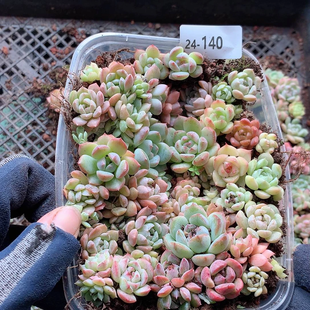 24-140一物一拍切糕