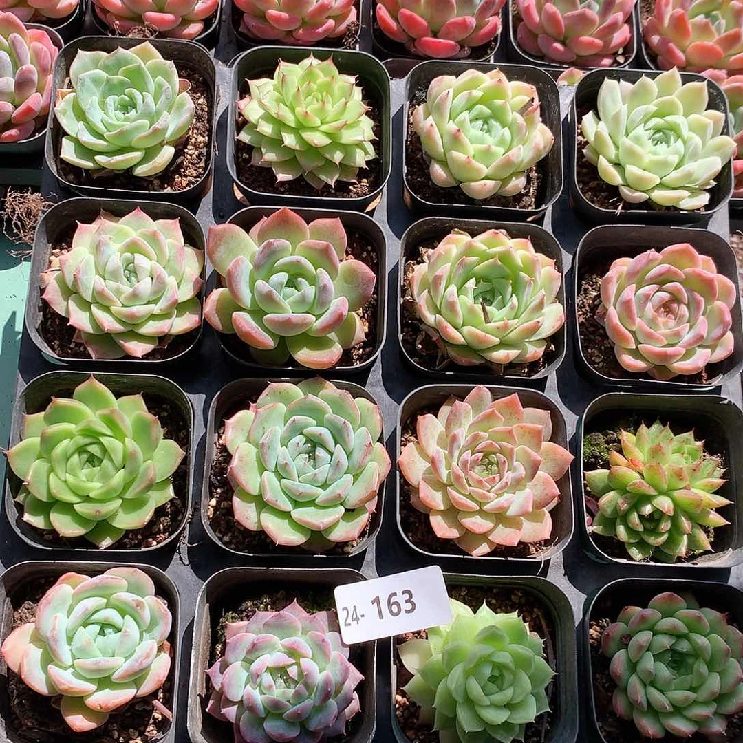 24-163一物一拍带盆16颗