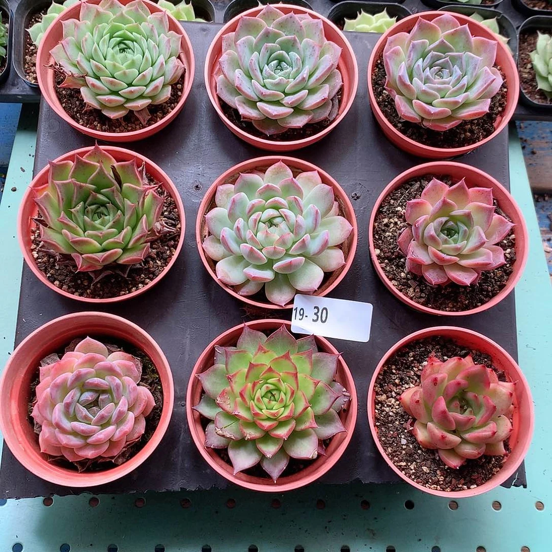 19-30一物一拍带盆9颗